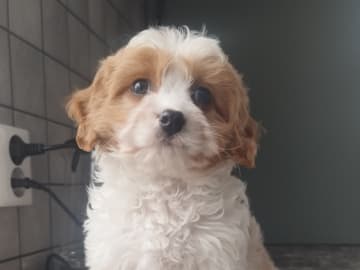 Hjortkvarns Cavapoo