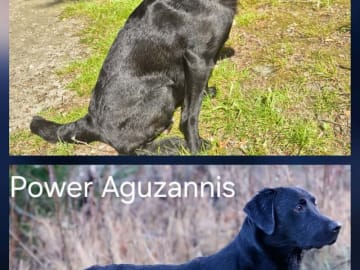 Labrador retriever · Skanderborg · Grethe Willemoes Andersen