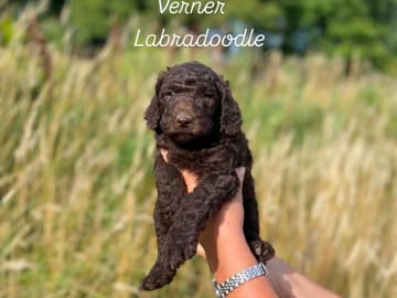 Labradoodle · Nol · Anfastebo hunduppfödning