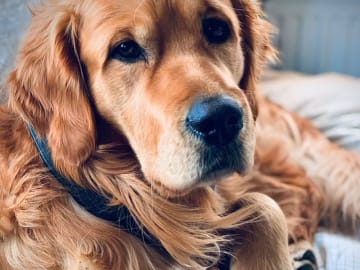 Golden retriever · Härryda · GuldSaven