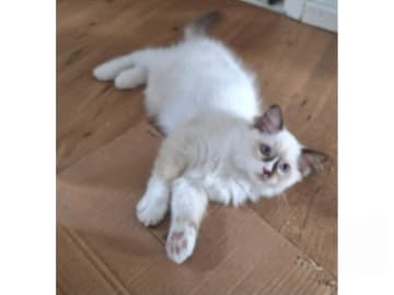 Ragdoll · Anderslöv · S*Earth Angel's