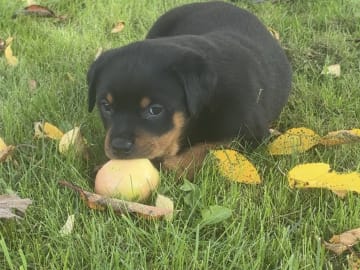 Rottweiler · Karlskoga · Lisabeta M.