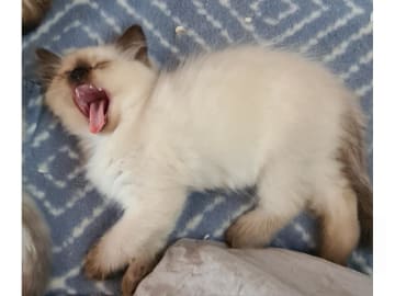 Ragdoll · Jämshög · SE*Eniliacat's