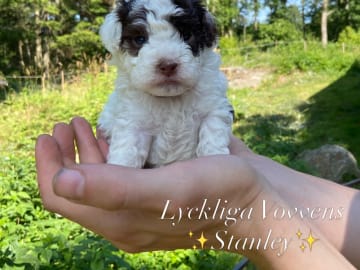 Shihpoo · Nol · Lyckliga Vovven
