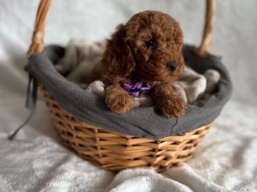 Toy Poodle · Landskrona · Yuliia K.