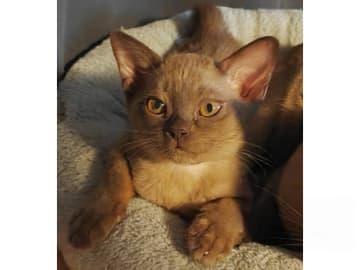 Burma (Sacred Birman) · Hjärup · S*Piapizzi's