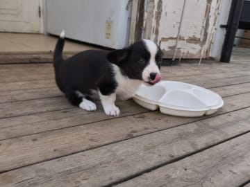 Welsh corgi cardigan · Frövi · Million dollar babys