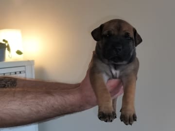 Boergarden boerboels
