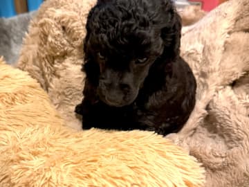 Miniature Poodle · Gratangen · Else Marie Pedersen