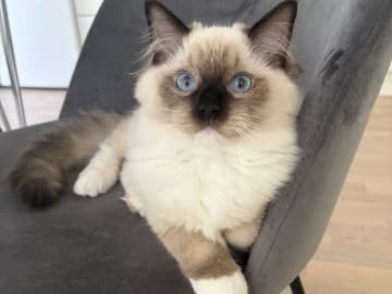 Ragdoll · Åkersberga · SE*Ragadonis