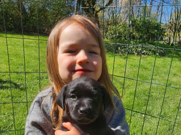 Labrador Retriever · Kågeröd · Johan F.
