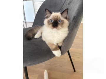 Ragdoll · Åkersberga · SE*Ragadonis