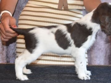 Engelsk springer spaniel · Spånga · Big Brazzel