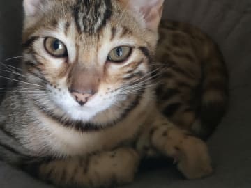 Bengal · Sollebrunn · SE*Tissan's
