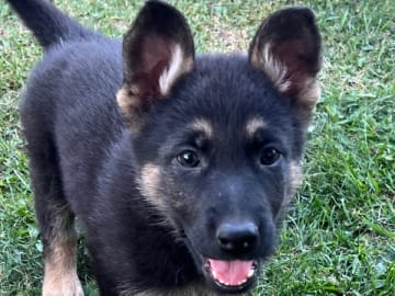 Tysk Schäferhund · Vaggeryd · Kevaja's