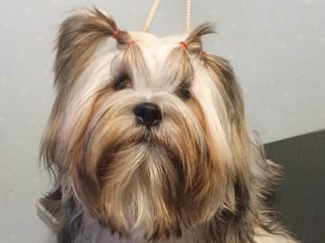 Lhasa apso · Älghult · Äng-Tibbens