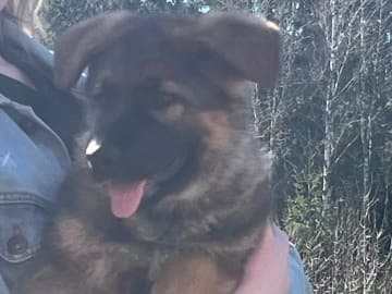 Tysk Schäferhund · Säffle · Gillzon