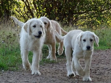 Labradoodle · överkalix · Humlehjarta