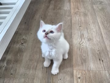 Helig birma · Djurhamn · Seawiew cat's