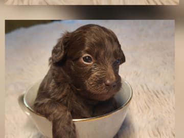 Snöflingans maltipoo