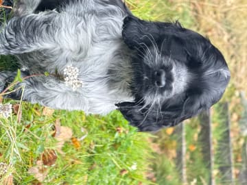 Cocker spaniel · Røyse · Kennel Fosliskrenten