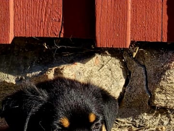 Rottweiler · Klippan · Manfield Farm