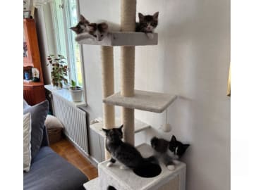 Norsk skogkatt · Enköping · Lodahlshjem