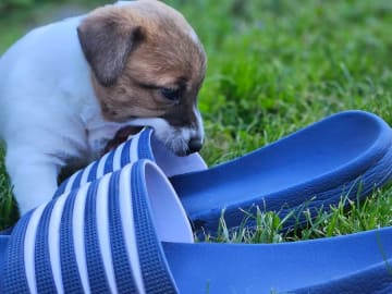 Jack russell terrier · Norrtälje · Väsbyligans