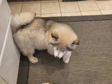 My Sweet Monster