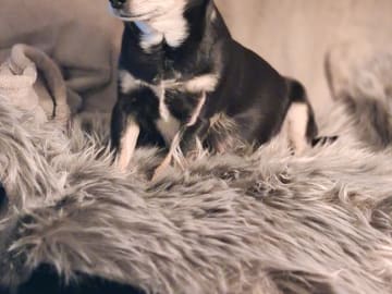 Yorkie malteser shi tzu og chih blanding · Hønefoss · Linda Regine Hauge S.