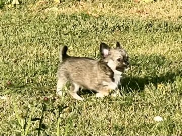 Chihuahua · Fjärdhundra · Bastängens