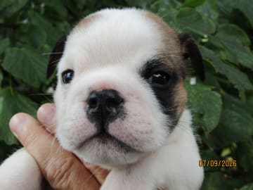Engelsk bulldog · Rånäs · Maxibull