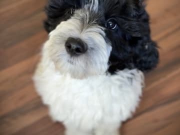 Labradoodle · Olofstorp · 101 Labradoodles