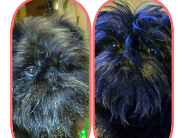 Affenpinscher · Säter · Sweolans
