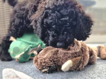 Labradoodle/ Doubledoodle · Borås · Smith Labradoodles