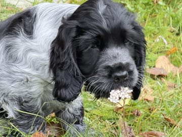 Cocker spaniel · Røyse · Kennel Fosliskrenten