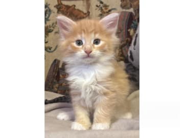 Norwegian Forest · Ekerö · S*Uncut Diamond
