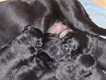 Labrador retriever · Edsbruk · Verbascum nigrum