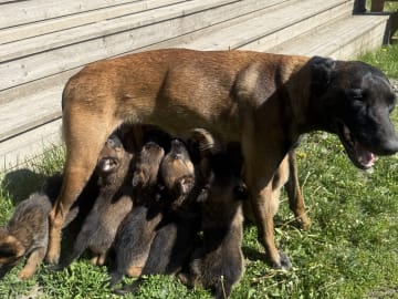 Belgian Malinois · Adelsö · Elina T.