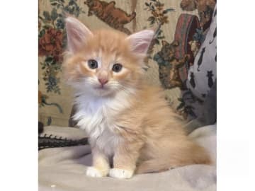 Norwegian Forest · Ekerö · S*Uncut Diamond