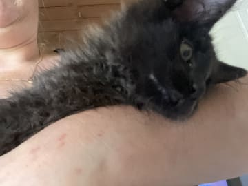 Maine Coon · Jönåker · Malin A.