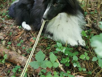 Shetland Sheepdog · Köpingsvik · Stars Of Moon