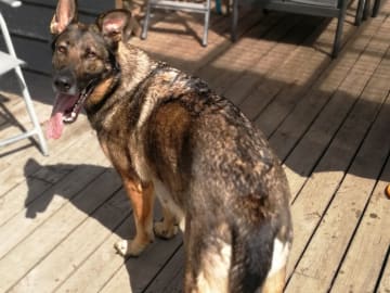 Tysk Schäferhund · Gjerlev J · Annette Dorit Nielsen