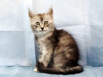 Maine Coon · Västra Frölunda · Dagdrivarn