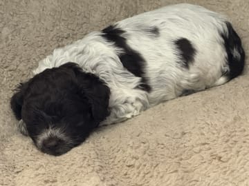 Lagotto romagnolo · Falköping · Tryffelhundens Kennel