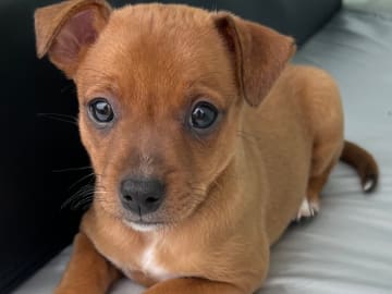 American hairless terrier · Älvsjö · Kennel Atrichos
