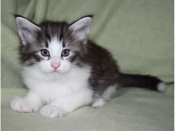 Norwegian Forest · Edsvalla · S*Pysida's