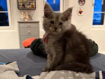 Maine Coon · Timmersdala · SE*Catillacs