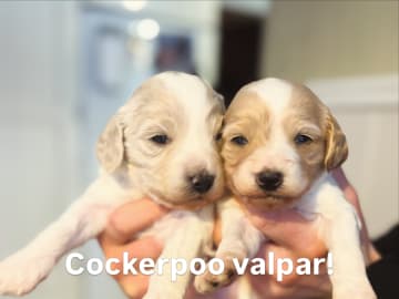 Lundatorpet