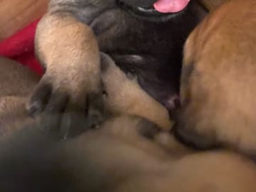 Boergarden boerboels